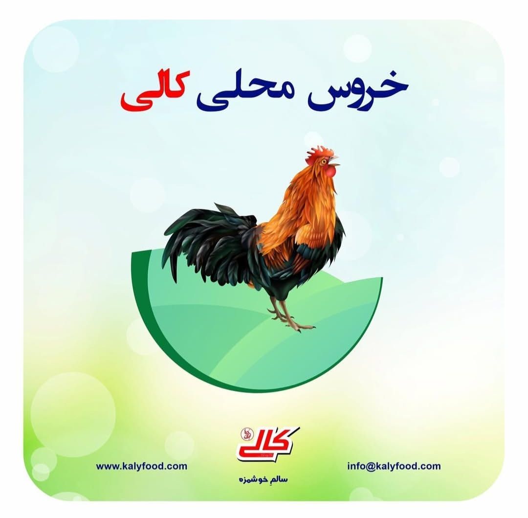 خروس محلی کالی (منجمد)